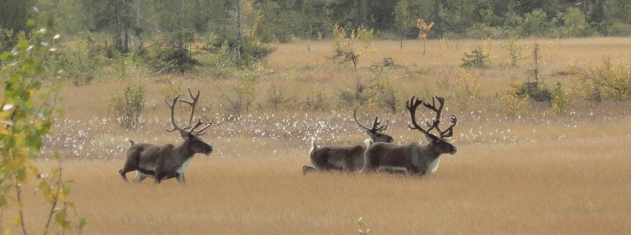 The Arctic in&nbsp;Your Hands regional ecological shifts